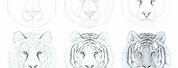 How to Draw a Tiger Face Steps