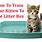 How to Litter Box Train a Cat