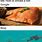 How to Smoke a Fish Bing Meme