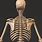 Human Body Skeleton Model