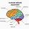 Human Brain Anatomy Structure