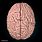 Human Brain Photo