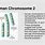 Human Chromosome 2