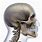 Human Male Skull