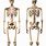 Human Skeleton Bones