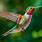 Hummingbird Pictures Free