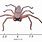 Huntsman Spider Scale