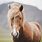 Icelandic Horse Breed