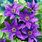 Images of Clematis