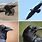 Images of Crows and Ravens