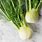 Images of Fennel