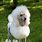 Images of Poodles