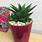 Indoor Cactus Plant Pots