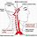 Internal Carotid Artery and Vertebral Artery