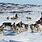 Inuit Sled