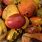 Jamaican Fruits Mango