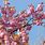Japanese Flowering Cherry Tree