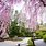 Japanese Garden Trees