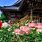 Japanese Rose Garden