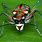 Japanese Tiger Beetle