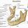 Jaw Anatomy Mandible