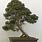 Juniperus Chinensis Bonsai