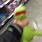 Kermit Choking Meme