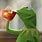 Kermit the Frog Sipping Tea Meme