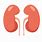 Kidney Cartoon Png