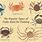 Kinds of Crabs