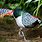 Lady Amherst Pheasant Bird