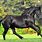 Large Black Horse Breed