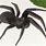 Large Black Spider
