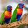 Large Colorful Birds