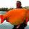 Large Goldfish