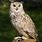 Large Owl Species