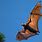 Largest Flying Fox Bat
