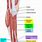 Lateral Leg Muscles