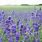 Lavender Plants Field