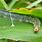 Leaf Roller Caterpillar