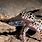 Leopard Gecko in Wild