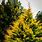 Leyland Cypress Trees
