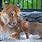 Liger Lion and Tiger