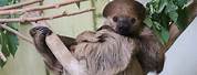 Linne's Two-Toed Sloth
