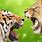 Lion and Tiger vs