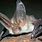 Long-Eared Bat