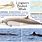 Longman's Beaked Whale