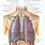 Lungs and Ribs Anatomy