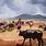 Maasai Cattle