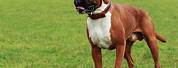 Male Brown Boxer Dog